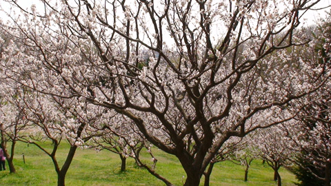 ume2010_02