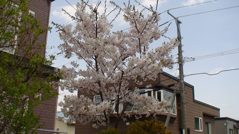 sakura2010_02