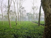 tea garden