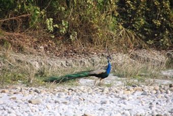 IMG_6797