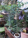 garden2