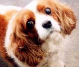 dog.JPG