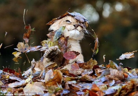 1223lion_leaves7