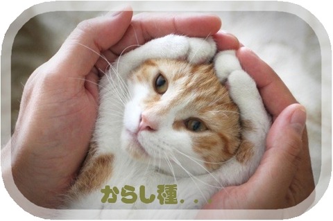 ぬこ