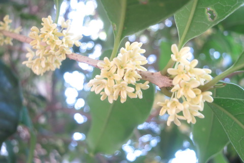 silver osmanthus - kilesa｜株式会社 香師