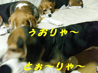 2010_0618マイピクチャ0104