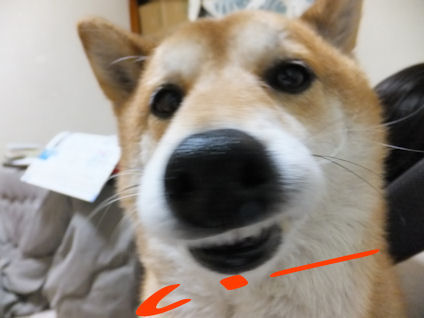 DSCF9767