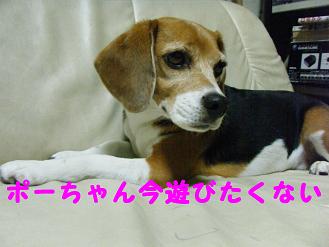 2010_0618マイピクチャ0079