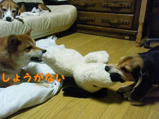 2010_0618マイピクチャ0126