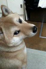 CANOOUON