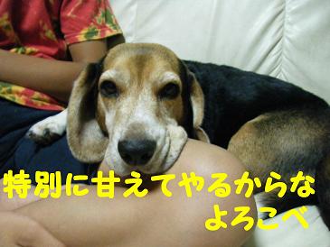 2010_0806マイピクチャ0048