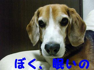 2010_0618マイピクチャ0078