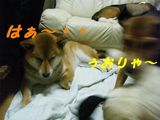 2010_0618マイピクチャ0110