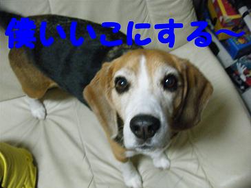 2010_0806マイピクチャ0033