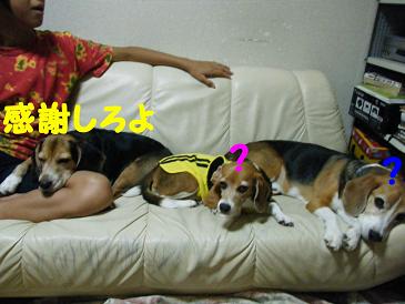 2010_0806マイピクチャ0055