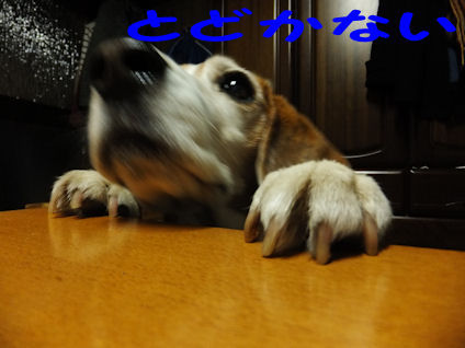 DSCF0341
