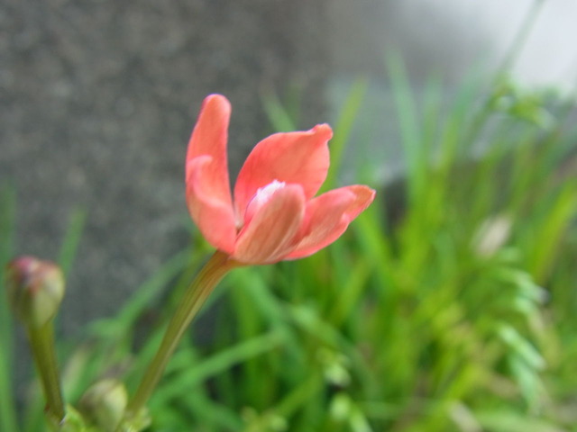 RIMG0033