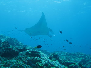 manta1