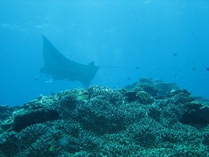 manta2