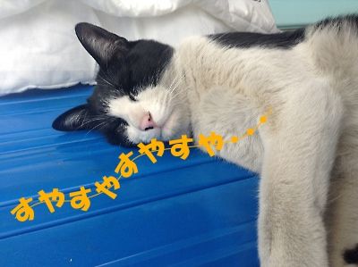 すやすや