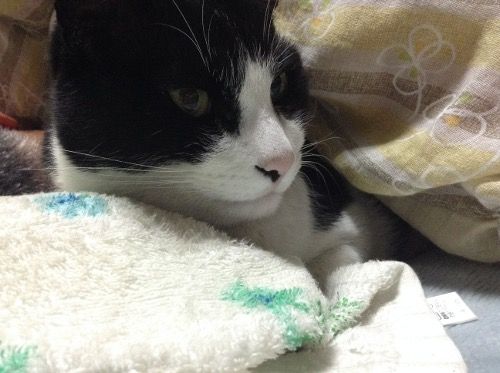 ふい