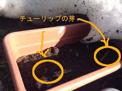 チューリップの芽