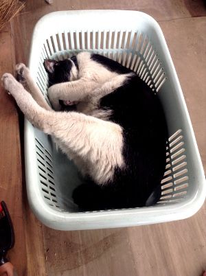 かご寝