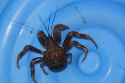 ヤシガニ500g〜600g