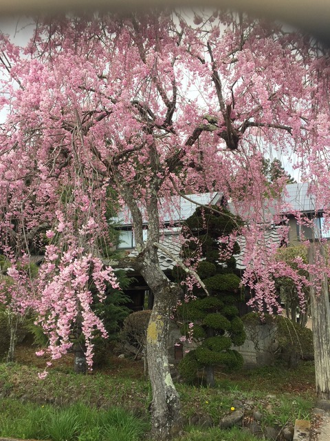 根白石桜
