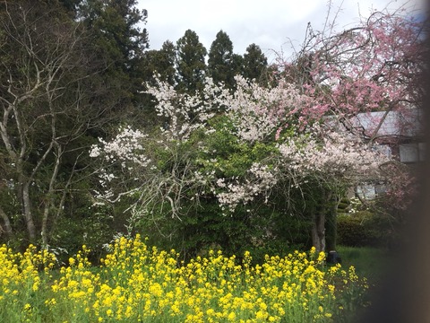 桜と菜の花