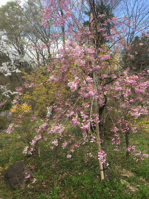 シダレ桜2018年
