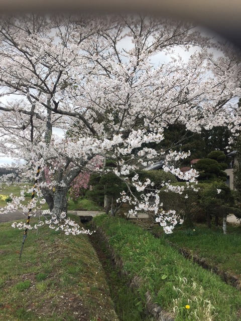 根白石桜