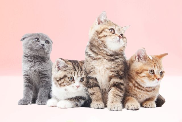 猫の写真