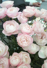 rose2