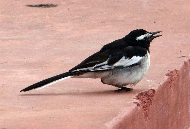 large-pied-wagtail-474761_640