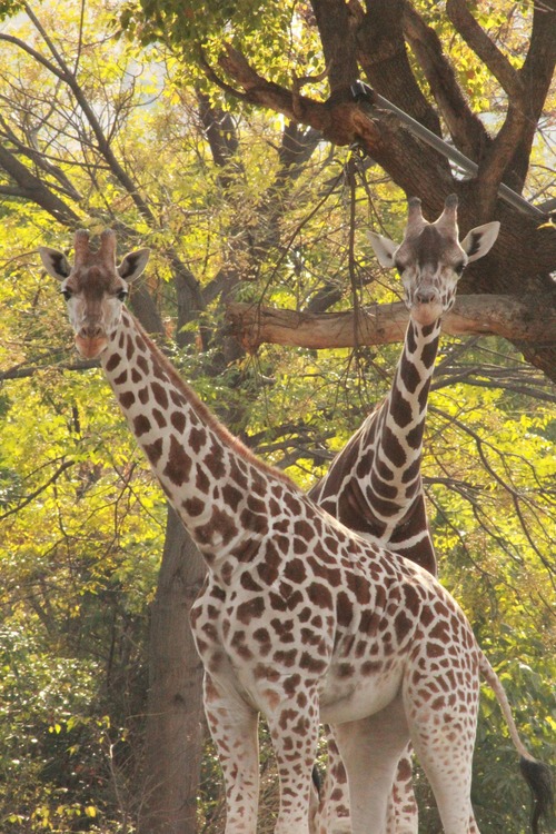 天王寺動物園で撮った写真を放出する