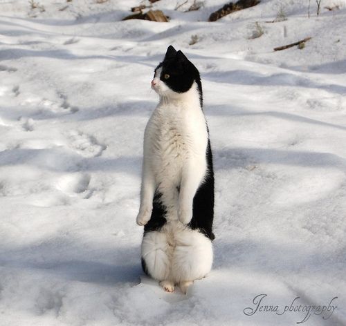 penguin_cat_02