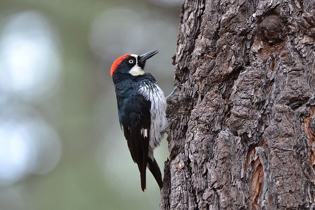 woodpecker-1186209_640