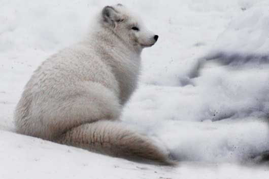 Holiday-Tromso-Polar-Zoo-Arctic-fox-norway