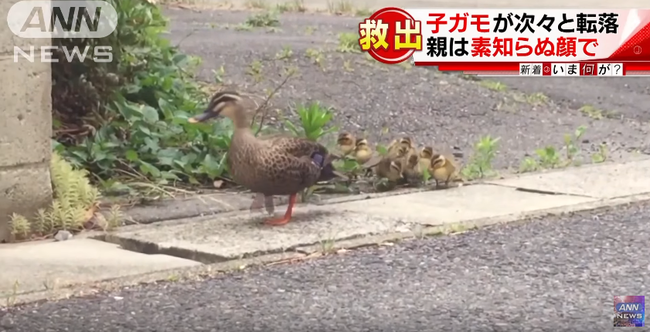 カルガモ一家に緊急事態！一部始終見ていた住e