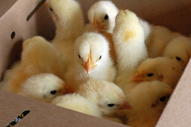 chicksinabox