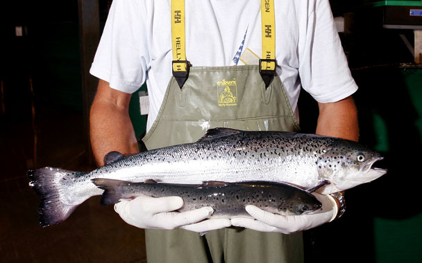 gmsalmon