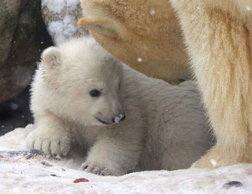 white-bear-born-7