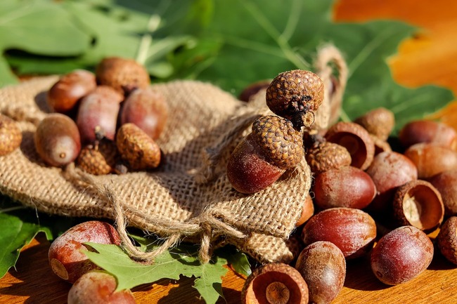 acorns-1710577_960_720