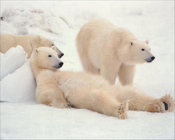 white-polar-bears