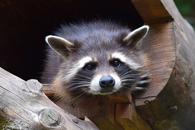 raccoon-853830_640