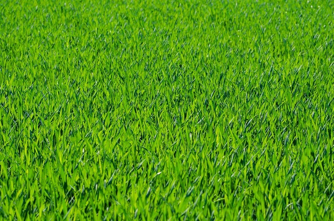 grass-275986_960_720