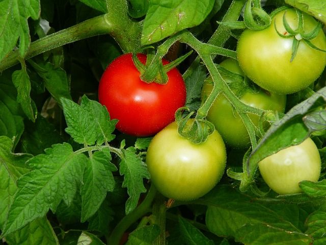 tomato-1565314_640