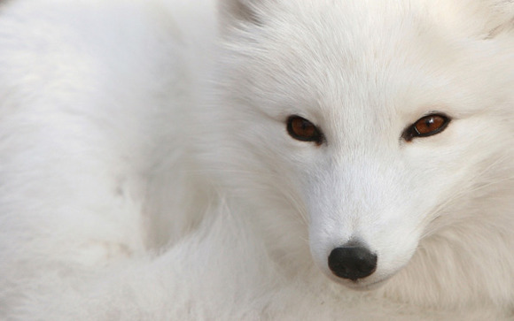 arctic-fox_copy