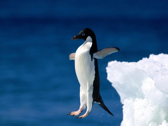 leap-of-faith-adelie-penguin-pictures